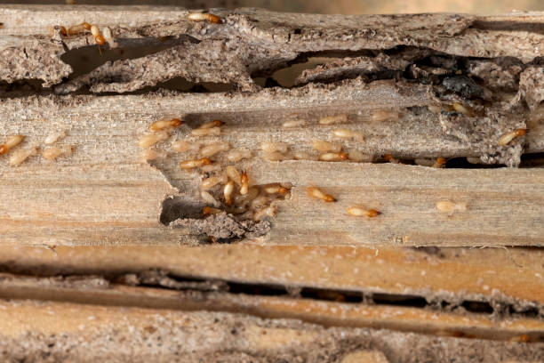Best Termite Control Services  in Friendly, MD